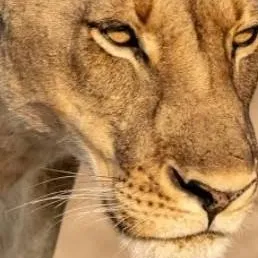 chat with ai character: lioness 