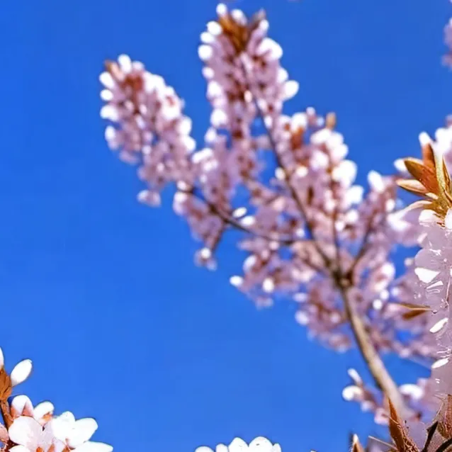 chat with ai character: Prunus 