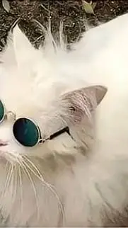 ai character: Gojo cat background