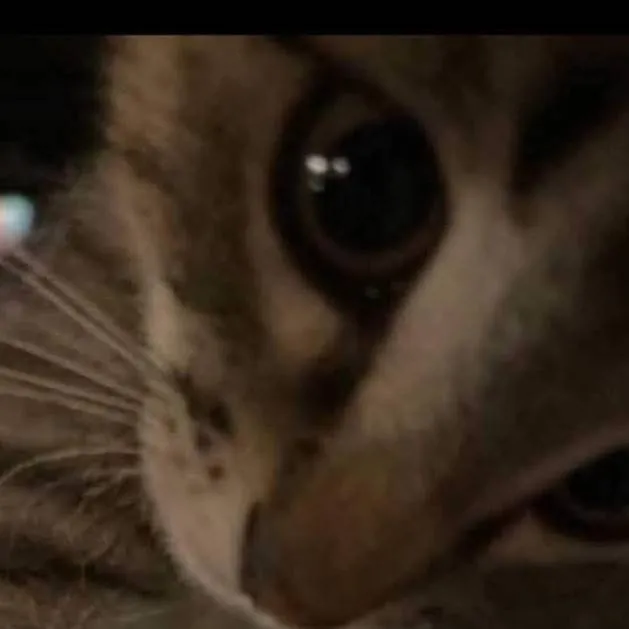chat with ai character: Cat
