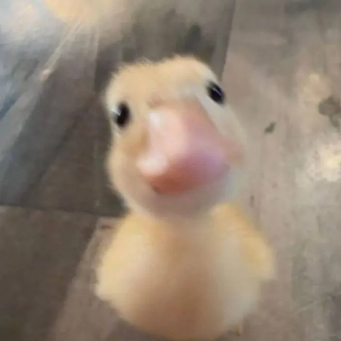 chat with ai character: Duck