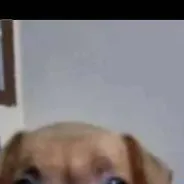 chat with ai character: perrito fachero xd