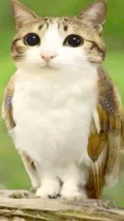 ai character: meowl  background