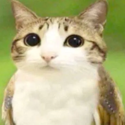 chat with ai character: meowl 