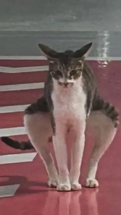 ai character: gato cagando  background