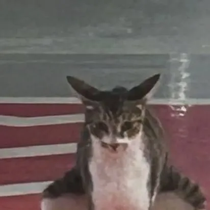 chat with ai character: gato cagando 