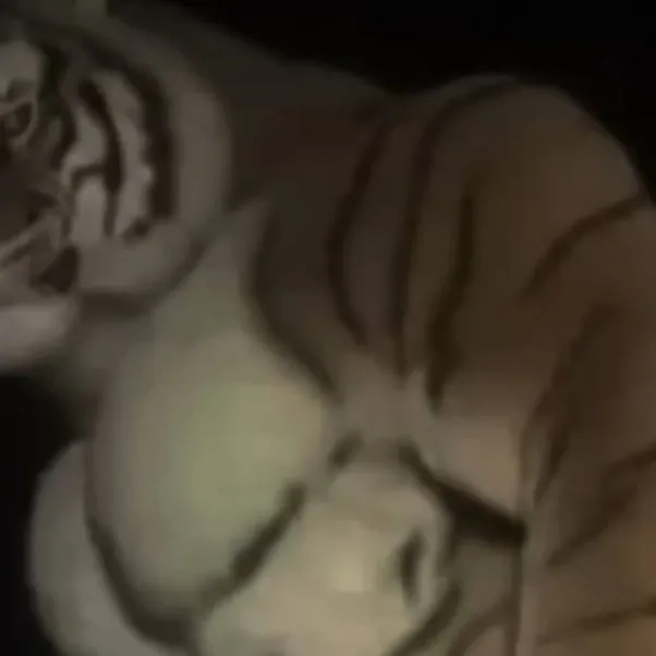 chat with ai character: mutant tiger