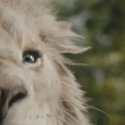 chat with ai character: Mufasa: Tlk