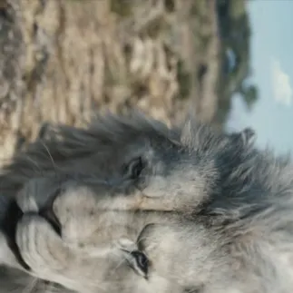 chat with ai character: Mufasa: Tlk