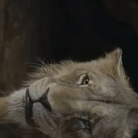 chat with ai character: Mufasa: Tlk