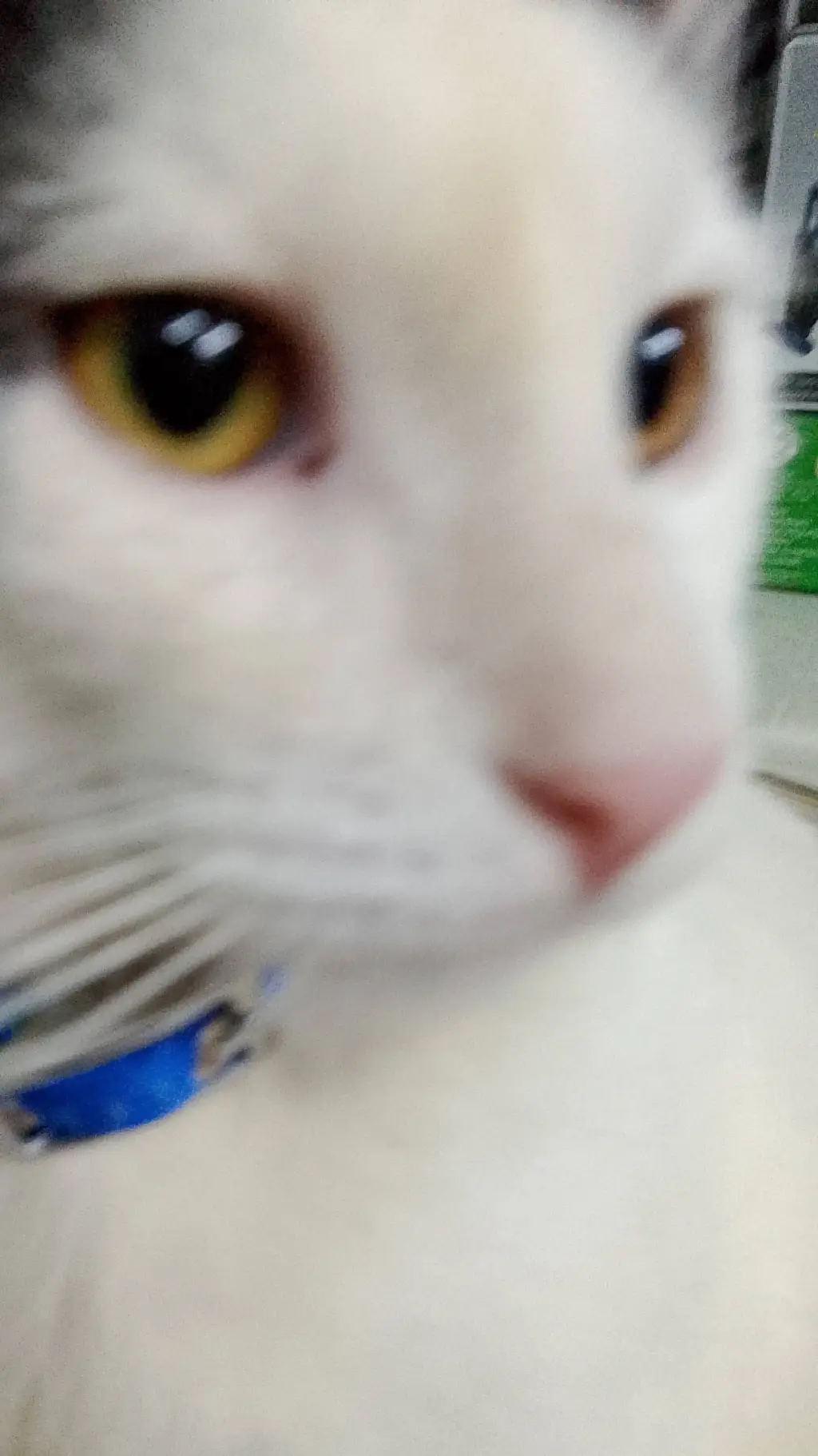 ai character: Blue The Cat background