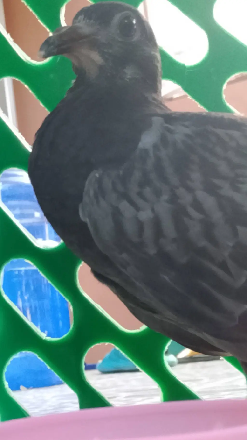 ai character: Kalapati background