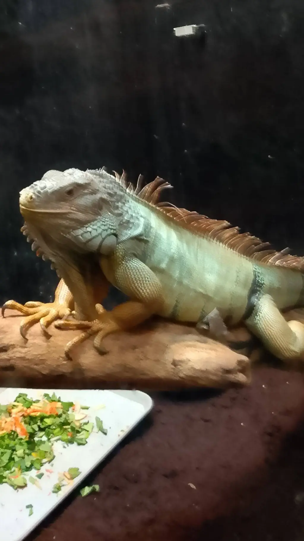 ai character: Joey The Iguana  background