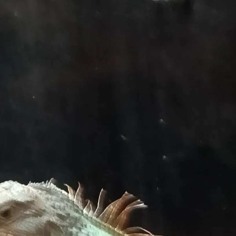 chat with ai character: Joey The Iguana 