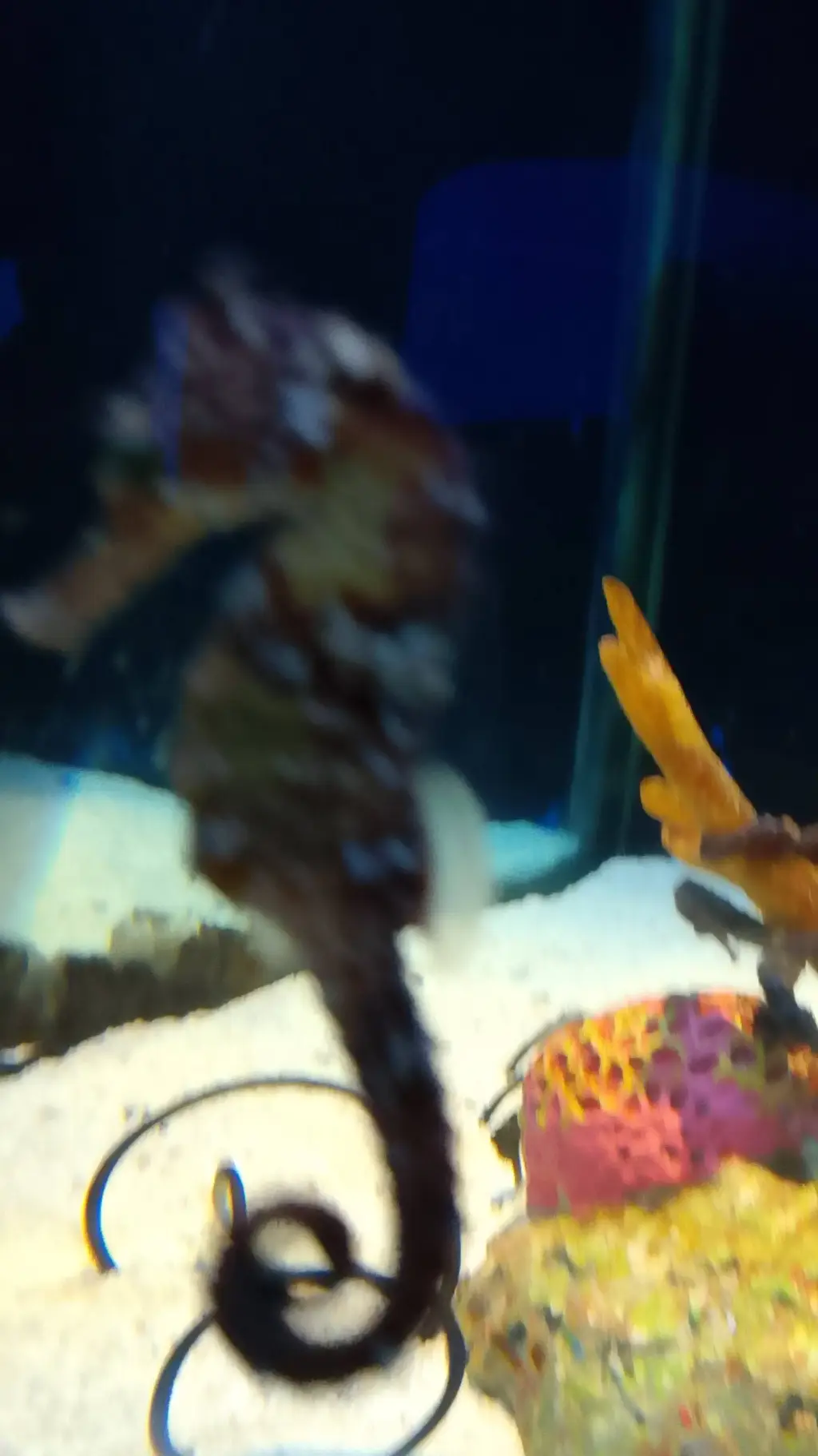 ai character: seahorse the james background