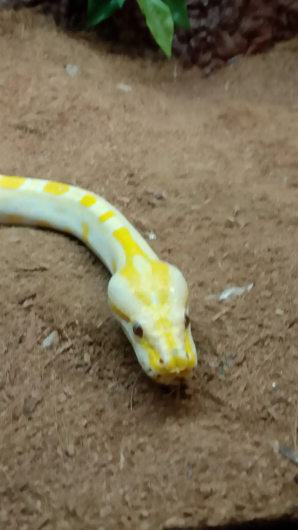 ai character: Donald The Snake background