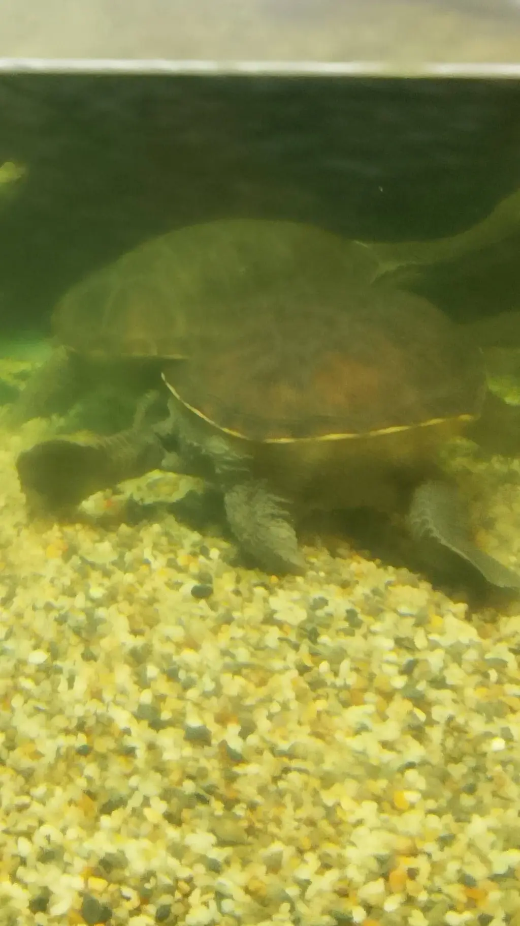 ai character: Epic turtle background