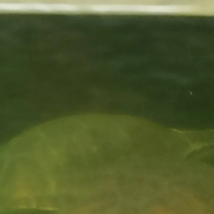 chat with ai character: Epic turtle