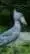 ai character: Shoebill background