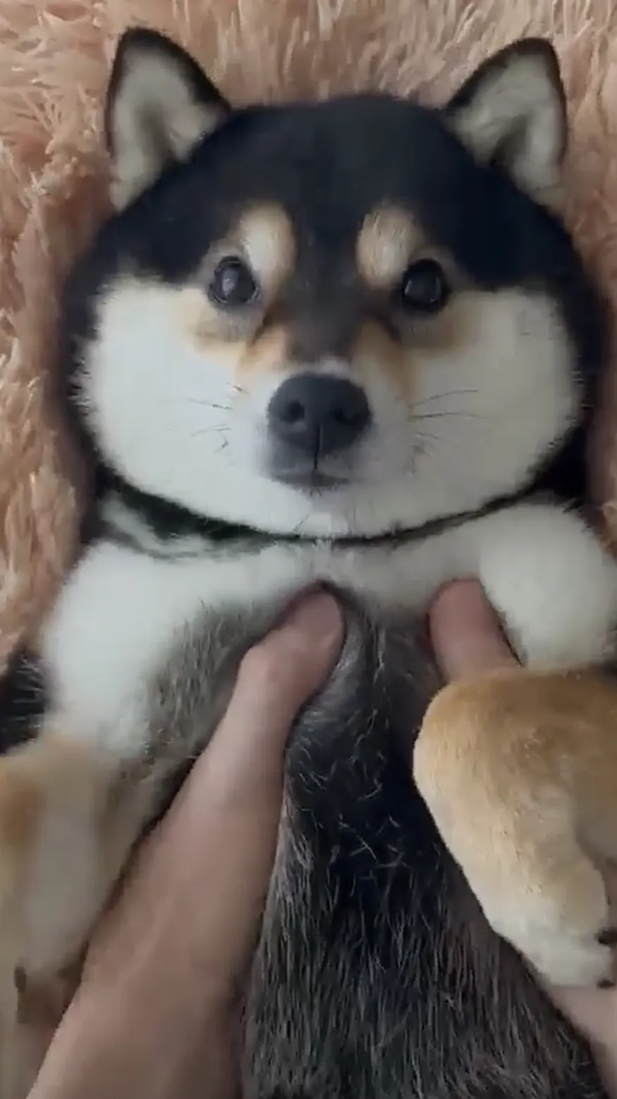 ai character: Woof background