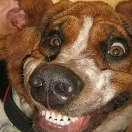 chat with ai character: новое 📜