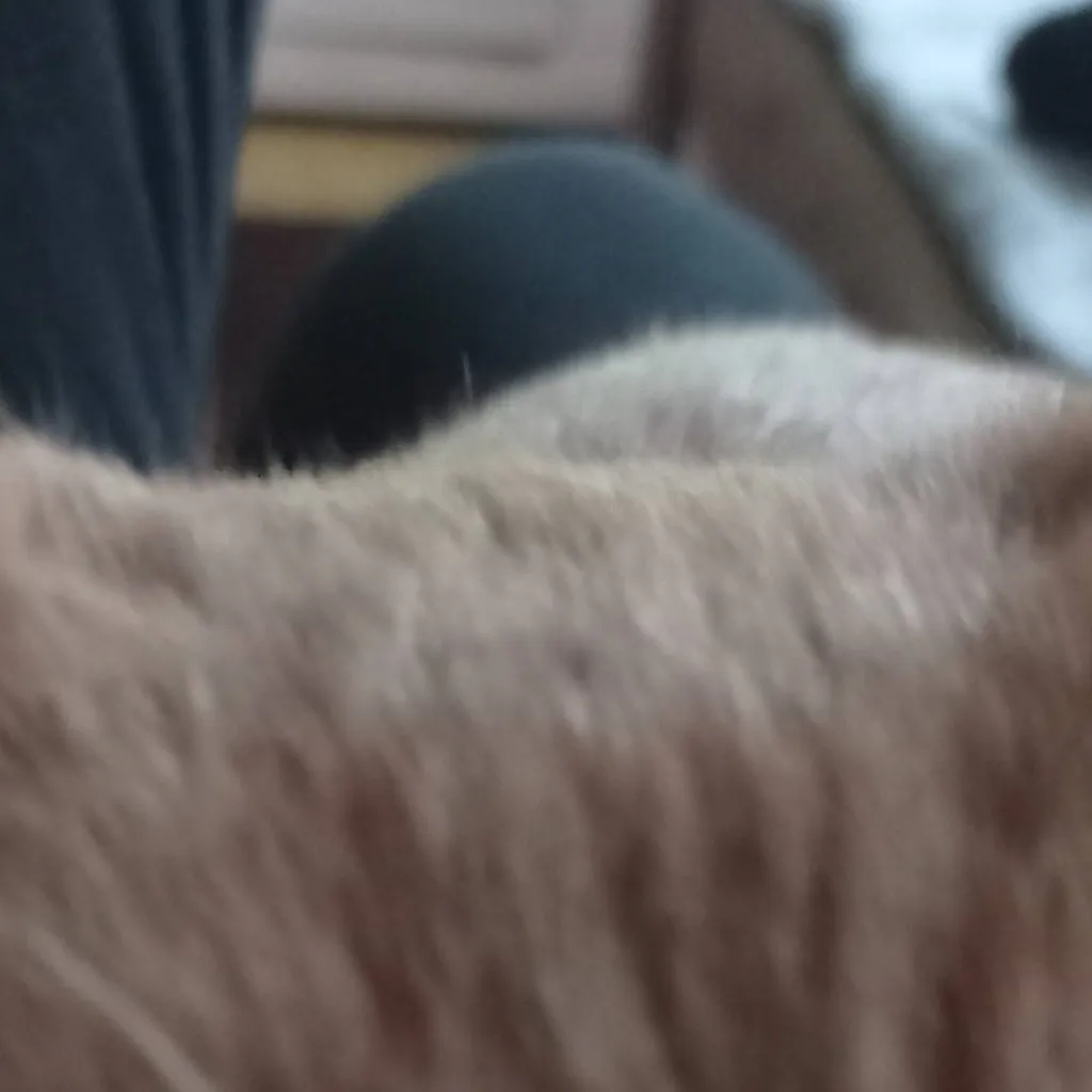 chat with ai character: cat