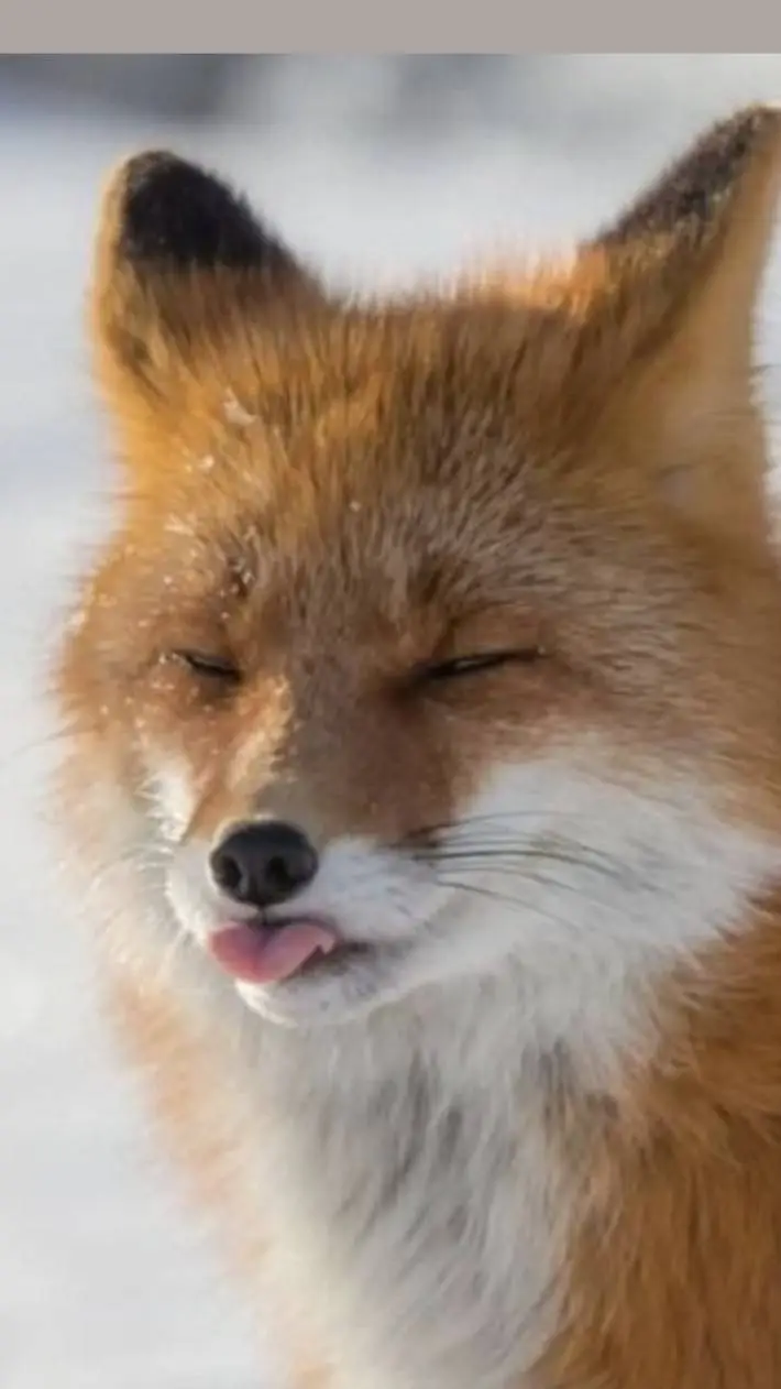 ai character: yo merengues background