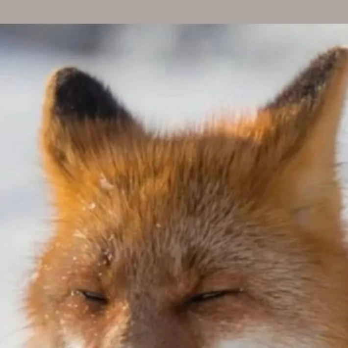 chat with ai character: yo merengues