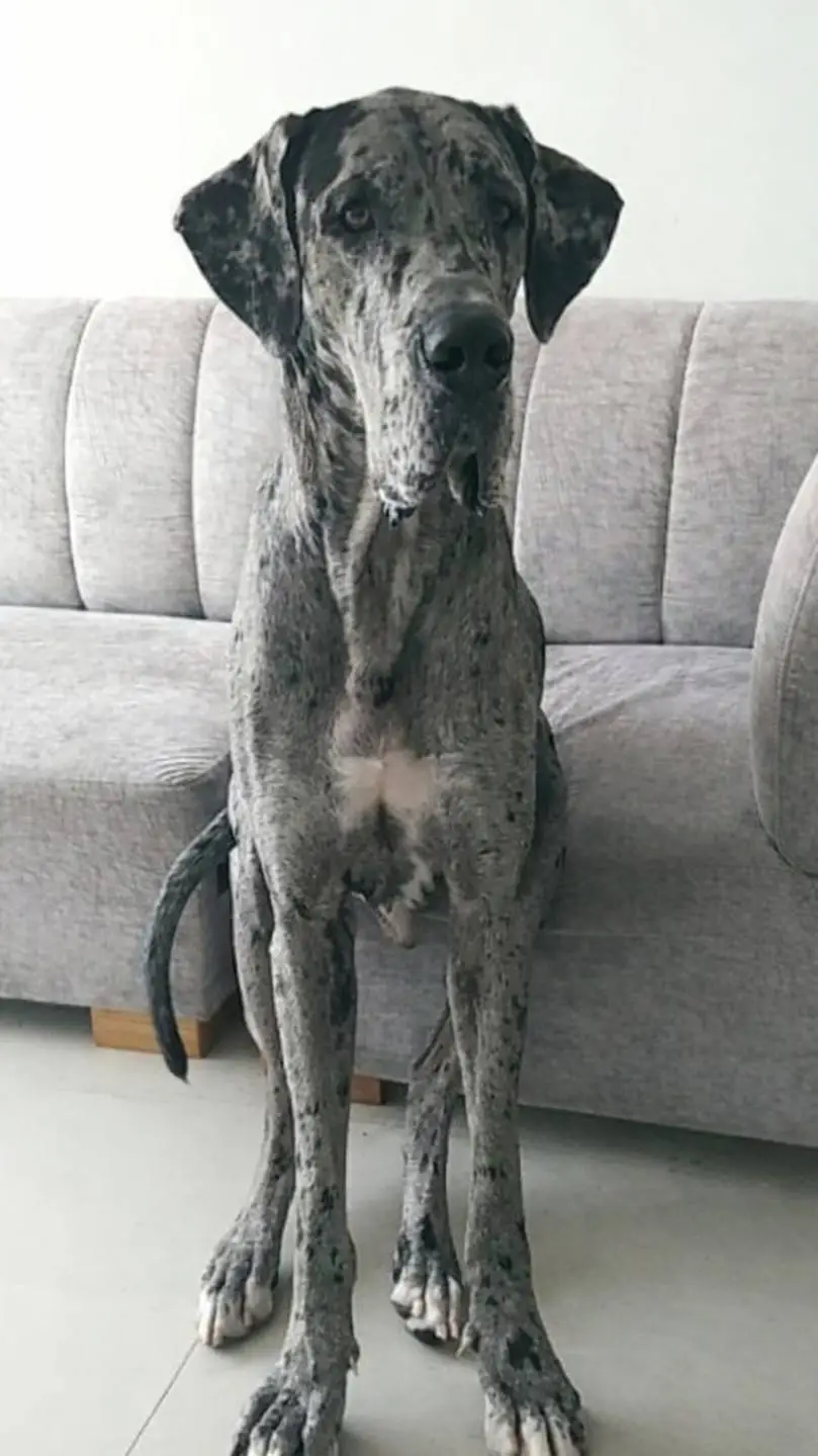 ai character: apolo background