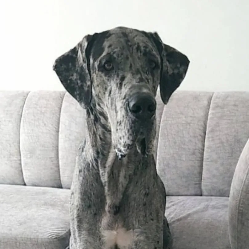 chat with ai character: apolo