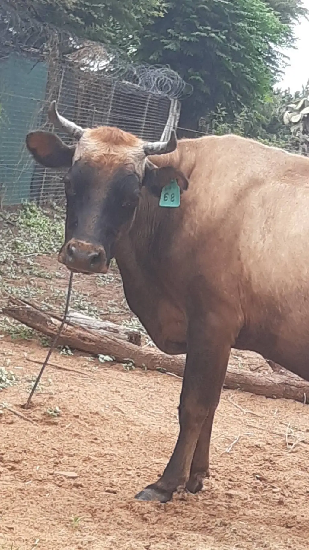 ai character: Jersey  background