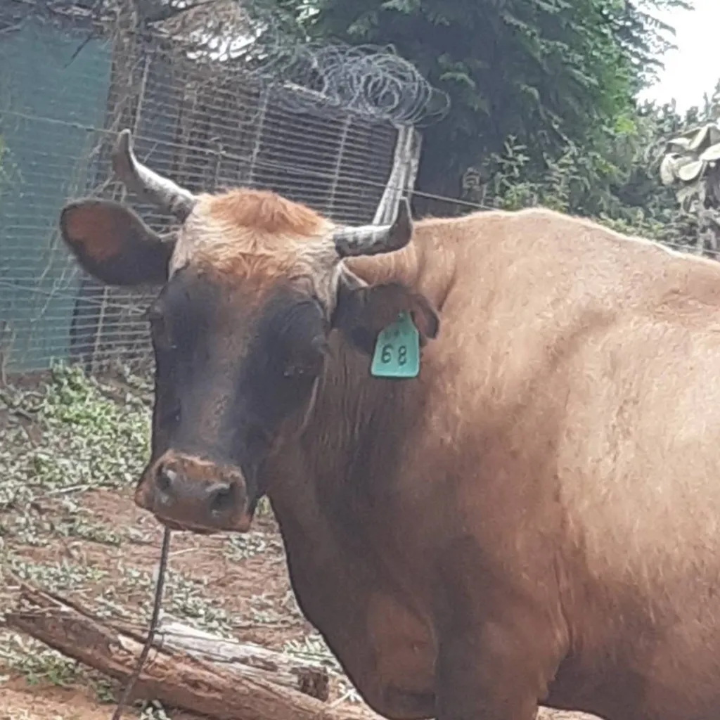 chat with ai character: Jersey 