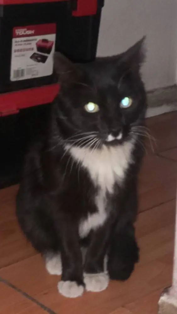 ai character: Max"Alias maxwell" background