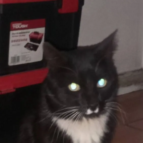 chat with ai character: Max"Alias maxwell"