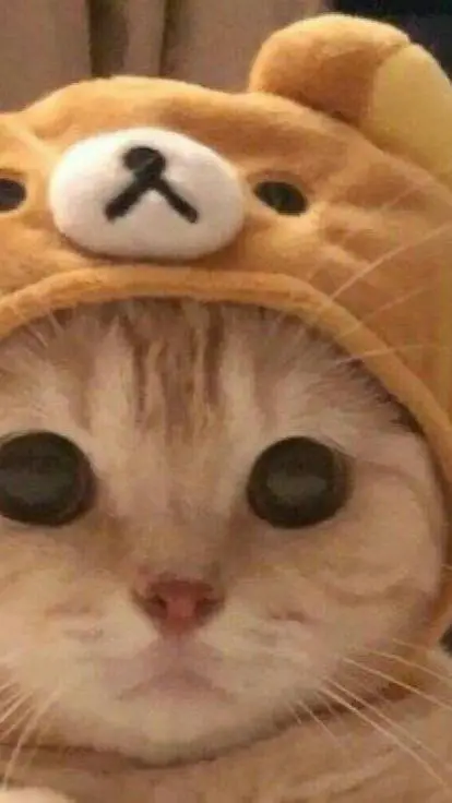 ai character: Gatito  background