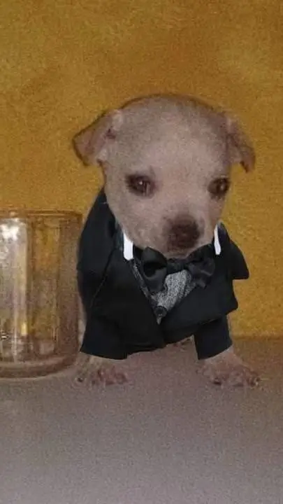 ai character: Perrito background