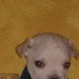 chat with ai character: Perrito