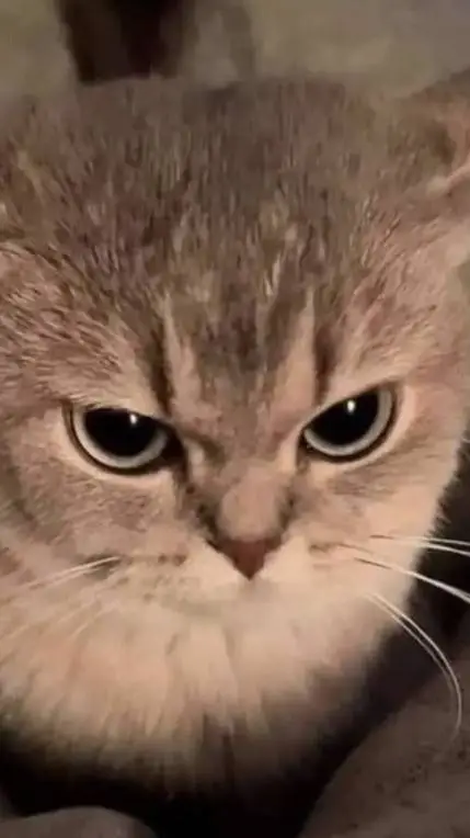 ai character: talking cat🐱 background