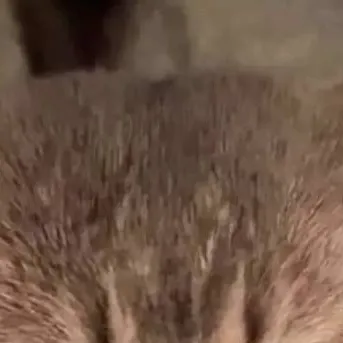 chat with ai character: talking cat🐱