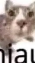 ai character: un gato  background