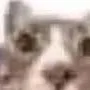 chat with ai character: un gato 