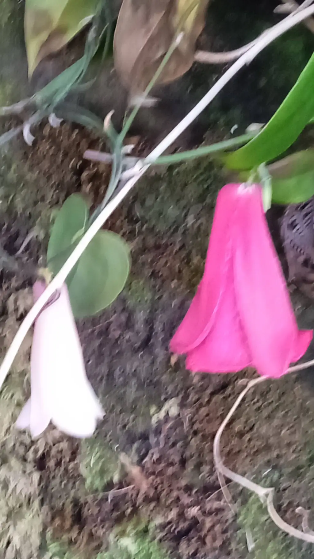 ai character: YSITELLEVOROSAS?~ background