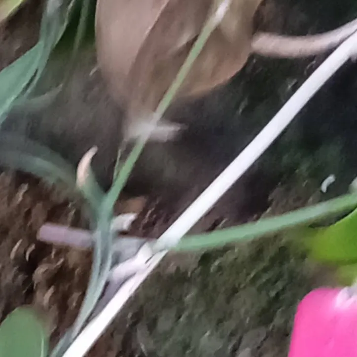 chat with ai character: YSITELLEVOROSAS?~