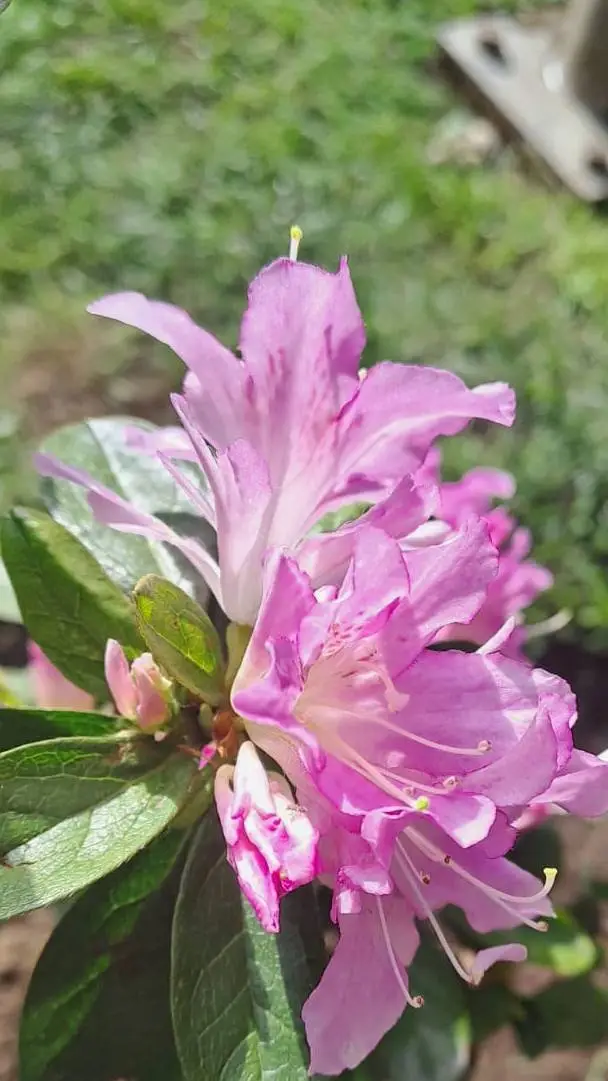 ai character: bodo x tul background