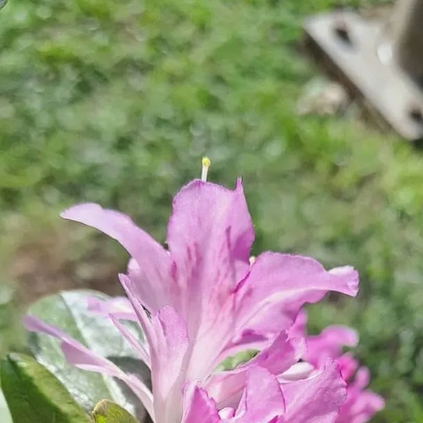 chat with ai character: bodo x tul