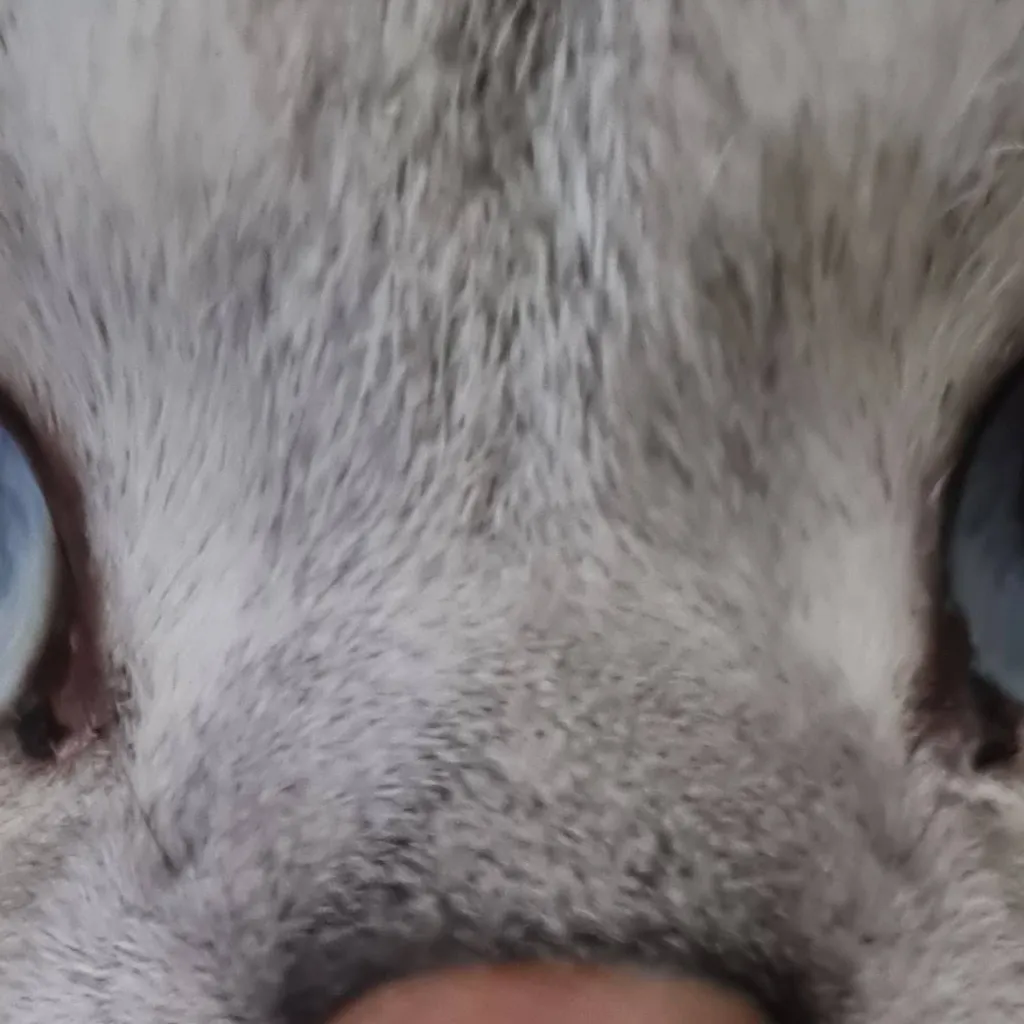 chat with ai character: piu