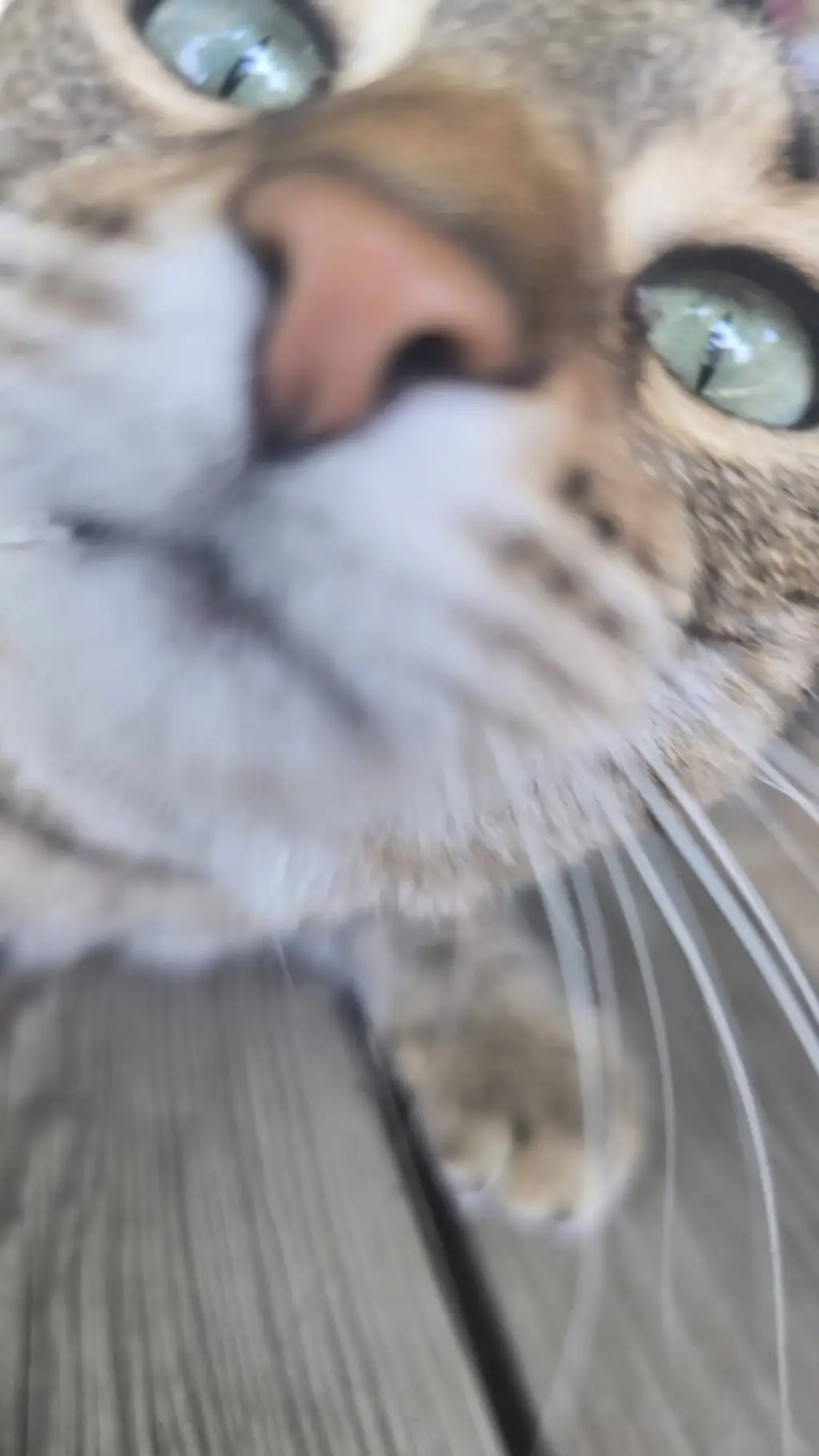 ai character: kayla background