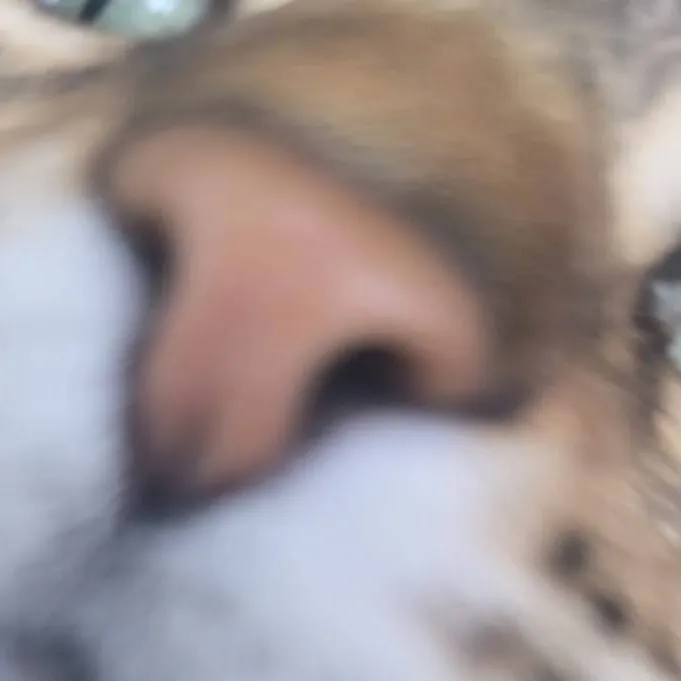 chat with ai character: kayla