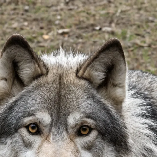 chat with ai character: la manada 🐺🐾