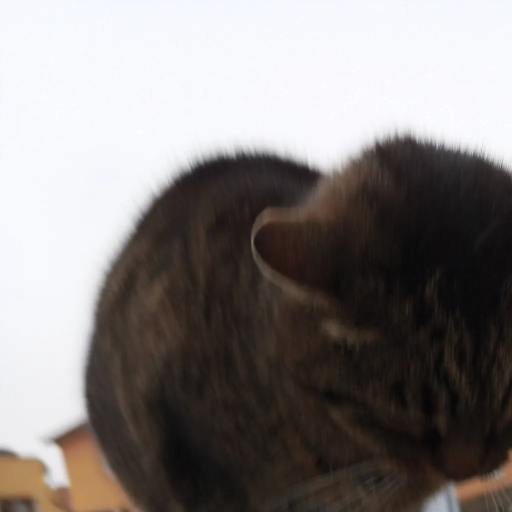 chat with ai character: my school cat :)